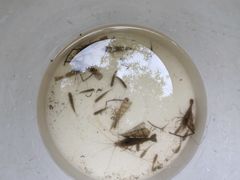 -大屏嶂森林公园