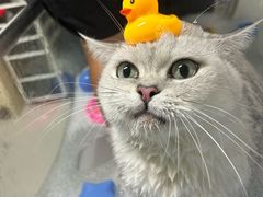 -车接车送·寄养洗护·德文猫舍(大宁店)