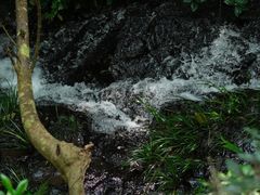 -广州市流溪河国家森林公园