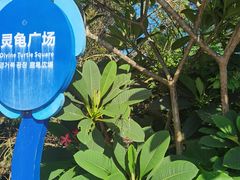 -广东惠东海龟国家级自然保护区