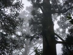 -天目山大树王景区