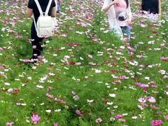 -曲江薰衣草庄园