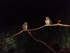 iphone_upload_pic-新加坡飞禽公园