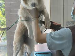 -宠颐生动物医院·心脏科·保险定点(锦阳分院)