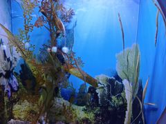 -芜湖新华联大白鲸海洋公园