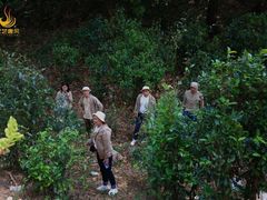 -汉艺唐风茶艺培训(联发华美空间店)