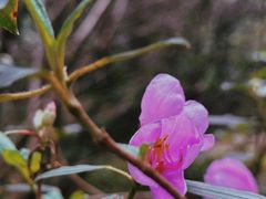 -中国科学院华南植物园