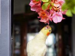 -立德动物医院·异宠·CT·鹦鹉(天河店)
