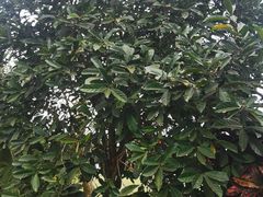 -侯臣咖啡文化村