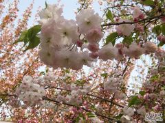 -西安青龙寺遗址景区