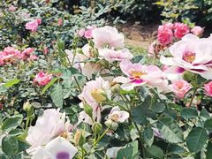 -人民公园(罗湖区)