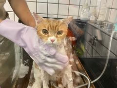 -袖虎猫馆(十亩地店)