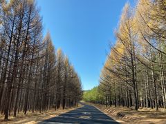 -塞罕坝国家级自然保护区