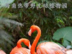 -海南热带野生动植物园