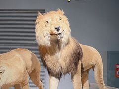 -上海自然博物馆