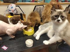 -猫小院猫主题咖啡厅(北锣店)