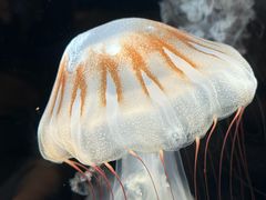 -鹿儿岛水族馆