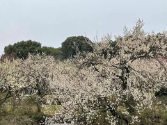 -香雪海