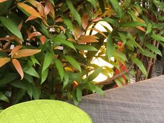 -Dash Teak House