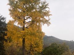 -香山公园