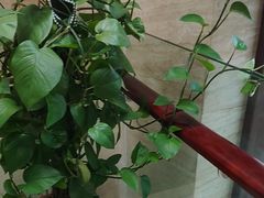 -洛阳宴·洛阳菜(南昌路店)