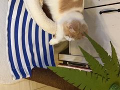 -lincat·猫舍(广州店)