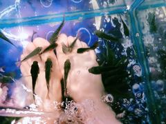 -泰国鱼疗足疗馆