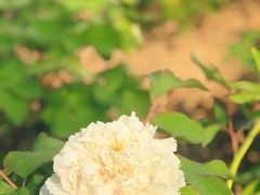 -尚湖风景区