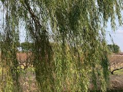 -南汇桃花村