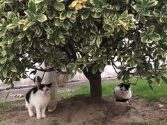 -上海海事大学(临港校区)