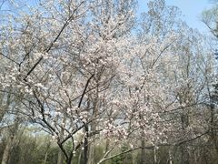 -森林公园(尖草坪区)