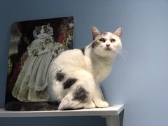 -喵的天空名猫咖啡馆·撸猫·猫舍·用品