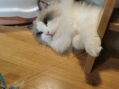-浣熊柯尔鸭土拨鼠·电玩咖