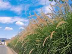 -光明小镇欢乐田园