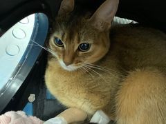 -纳吉亚猫专科动物诊疗中心(蒋宅口分院)