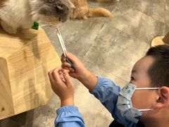 -楼上猫咖(罗湖店)