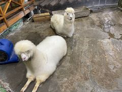 -上海大自然野生昆虫馆(东方明珠·爬宠昆虫探索中心)