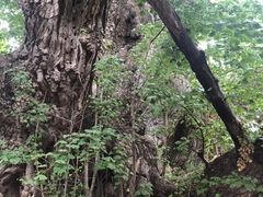 -浮来山风景区