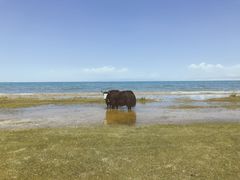 -青海湖国家重点风景名胜区