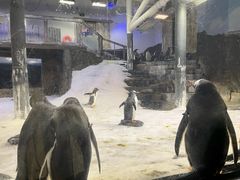 -悉尼海洋生物水族馆