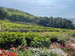 -雁南飞茶田景区