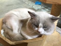 -more than meow吴止猫主题餐厅(承德 中船汇店)