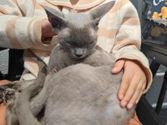 -琪喵猫屋·撸猫猫咖·猫舍