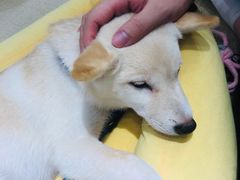 -逗柴咖啡屋·狗咖猫咖宠物桌游