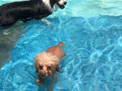 -汪说喵讲宠物乐园宠物酒店(红星美凯龙店)