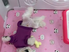 -翊宠yipet猫狗购宠庄园犬舍•猫舍