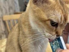-楼上猫咖(罗湖店)