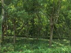 -句容茅山景区