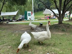 -希尔顿逸林大酒店-随园中餐厅(新区店)