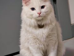 -天使宠物医院·犬猫分诊(彩虹店)